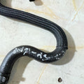 Audi A3 2011 Engine Water Coolant Pipe Hose Temperature Sensor 059919523A